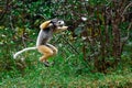 Diademed sifaka lemur Propithecus diadema Ã¢â¬â He jumps, Madagascar nature